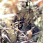 Snake eating bird