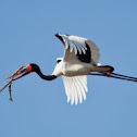 Saddle-billed Stork