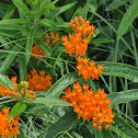 Butterfly Weed