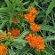 Butterfly Weed