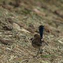 Superb Fairywren