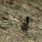 Superb Fairywren
