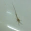 Fish fly or mayfly