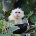 White-faced Capuchin