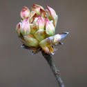 Southern Pinxterbloom Azalea