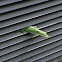 Green Anole
