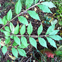 Burning bush