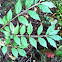 Burning bush