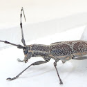 longhorn beetle