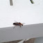 Firefly