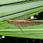Bird Grasshopper