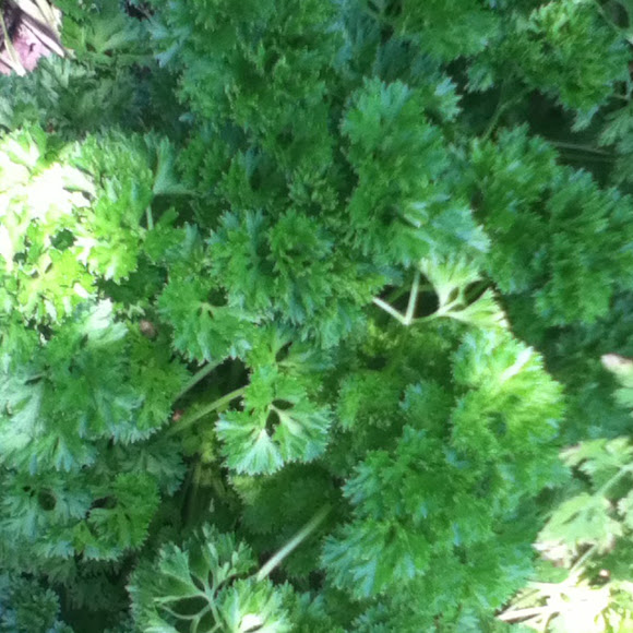 Spotting Image 1