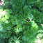 Parsley