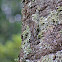 White-throated Treecreeper