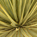 Agave lechuguilla