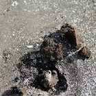 Oil