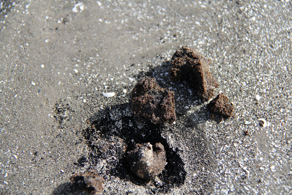 Spotting Image 1