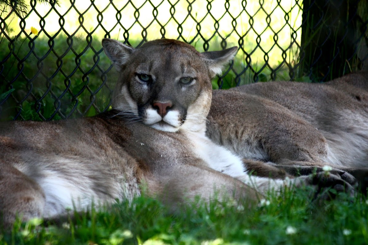 Mountain Lion