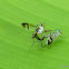 Long-legged Fly