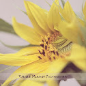 Sunflower Mammoth