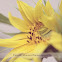 Sunflower Mammoth