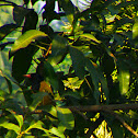 Black headed oriole