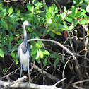Tricolored Heron