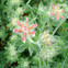 Hairy Canaryflower / čupava bjeloglavica