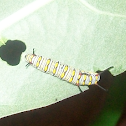 caterpillar of Monarc