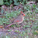Northern Cardinal