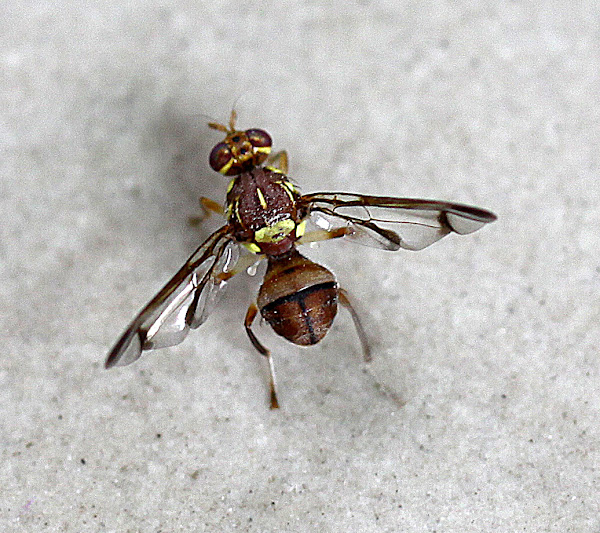 Melon Fruit Fly Project Noah