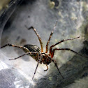 Funnel Web Spider