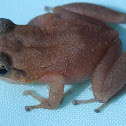 frog