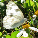 Checkered white