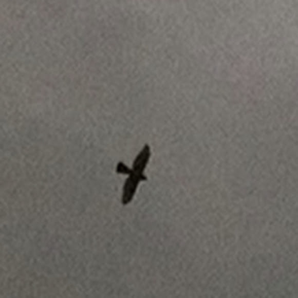 Spotting Image 1