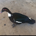 Muscovy Duck