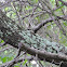 Lichen