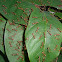 Red Ants