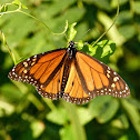 Monarch butterfly