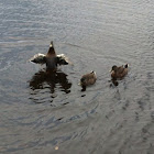Mallard Duck