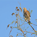 Red-shouldered Hawk