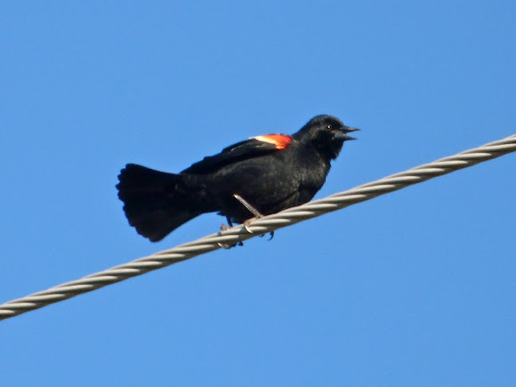 Spotting Image 1
