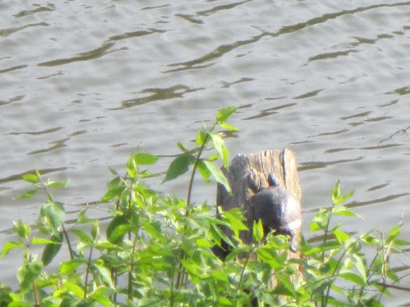 Spotting Image 1