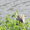 Red Ear Slider
