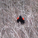 Red-winged Blackbird 