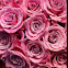 Pink roses