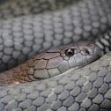 King Cobra