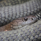 King Cobra