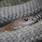 King Cobra