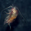 Copepod